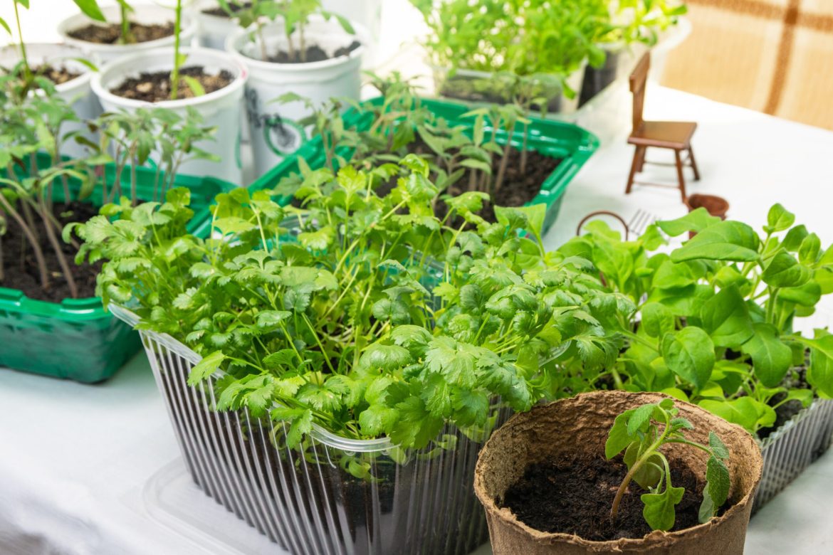 organicos-sao-caros?-aprenda-a-cultivar-esses-3-vegetais-em-casa